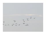 Чайки летят стаями..