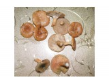 Выше грибы Млечник чахлый ниже два Рыжика еловых. 23.09.2016г.

Просмотров: 684
Комментариев: 0