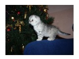 Название: Изображение 227
Фотоальбом: шотландцы
Категория: Животные

Время съемки/редактирования: 2010:12:27 08:57:53
Фотокамера: Canon - Canon EOS 1000D
Диафрагма: f/4.0
Выдержка: 1/60
Фокусное расстояние: 25/1
Светочуствительность: 400


Просмотров: 921
Комментариев: 6