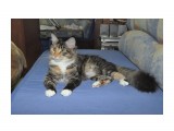 Название: Фионка
Фотоальбом: Наша кошка Фиона
Категория: Животные
Фотограф: Arishka

Время съемки/редактирования: 2012:03:27 22:29:01
Фотокамера: NIKON CORPORATION - NIKON D90
Диафрагма: f/10.0
Выдержка: 10/600
Фокусное расстояние: 340/10



Просмотров: 1670
Комментариев: 0