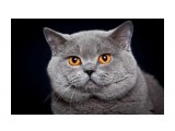 Название: 20 портрет
Фотоальбом: ICH Jack Blue Vernissage
Категория: Животные

Время съемки/редактирования: 2010:04:28 01:01:29
Фотокамера: Canon - Canon EOS 5D Mark II
Диафрагма: f/9.0
Выдержка: 1/200
Фокусное расстояние: 200/1
Светочуствительность: 100


Просмотров: 780
Комментариев: 5