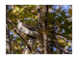эх, охота не заладилась....
Accipiter

Просмотров: 331
Комментариев: 1