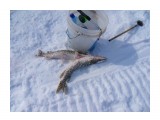 Название: SDC17212
Фотоальбом: РЫбалка,охота
Категория: Рыбалка, охота

Время съемки/редактирования: 2009:03:18 02:52:55
Фотокамера: SAMSUNG -  SAMSUNG WB500, WB510 / VLUU WB500 / SAMSUNG HZ10W
Диафрагма: f/7.5
Выдержка: 1/1000
Фокусное расстояние: 43/10



Просмотров: 680
Комментариев: 0