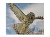 Кошачьи лапки
Фотограф: Tsygankov Yuriy

Просмотров: 1537
Комментариев: 3