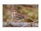 Овсянка-ремез
Фотограф: VictorV
Rustic Bunting

Просмотров: 1140
Комментариев: 1