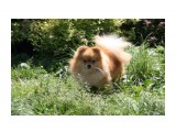Название: Апстарт Фора Тачинг Зе Сан (Heartland*s Harpo of P.O.E. x Mythical Keep On Dreaming)
Фотоальбом: мои шпицы
Категория: Животные

Время съемки/редактирования: 2011:07:31 15:22:25
Фотокамера: Canon - Canon EOS 1000D
Диафрагма: f/10.0
Выдержка: 1/160
Фокусное расстояние: 55/1
Светочуствительность: 200


Просмотров: 909
Комментариев: 0