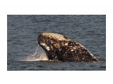 серый кит
Фотограф: В.Дейкин

Просмотров: 2577
Комментариев: 2