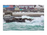 Сивучи на брекватере (г.Невельск).
Фотограф: 7388PetVladVik

Просмотров: 4863
Комментариев: 0