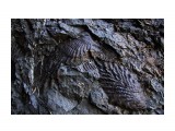 Название: Древнее морское дно
Фотоальбом: Александровск-Сахалинский
Категория: Природа
Описание: Окаменевшие раковины

Просмотров: 708
Комментариев: 0
