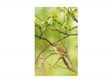 Сахалинская Пеночка 
Фотограф: VictorV
Sakhalin Leaf Warbler

Просмотров: 1202
Комментариев: 0