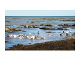 Домашние гуси в Охотском море

Просмотров: 1785
Комментариев: 0