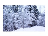 Зимой в заснеженной тайге..
Фотограф: vikirin

Просмотров: 3606
Комментариев: 0