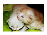 Название: Крошки
Фотоальбом: Чудный животный мир
Категория: Животные

Время съемки/редактирования: 2012:01:29 21:23:58
Фотокамера: Canon - Canon EOS 50D
Диафрагма: f/5.6
Выдержка: 1/60
Фокусное расстояние: 53/1
Светочуствительность: 400


Просмотров: 801
Комментариев: 0