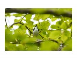 Певец ))
Фотограф: VictorV
Синий соловей

Просмотров: 845
Комментариев: 0