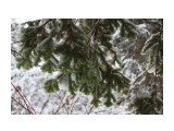 Там лапы у елей дрожат на ветру...
Фотограф: vikirin

Просмотров: 2589
Комментариев: 0