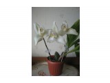 Lycaste skinneri 'alba' x self
Фотограф: Marion

Просмотров: 755
Комментариев: 0