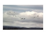 Ути прилетели... табунчик...
Фотограф: vikirin

Просмотров: 2685
Комментариев: 0