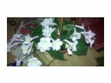 Название: 2013-04-16-246
Фотоальбом: цветы
Категория: Цветы

Время съемки/редактирования: 2013:04:16 21:30:52
Фотокамера: Nokia - C6-01
Выдержка: 59994/1000000



Просмотров: 1250
Комментариев: 0