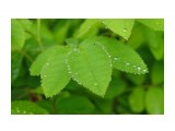 Роса
Фотограф: NIK

Просмотров: 722
Комментариев: 0