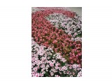 SAM_2869

Просмотров: 321
Комментариев: 