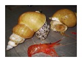 Букцинум   
Фотограф: 7388PetVladVik

Просмотров: 6680
Комментариев: 0
