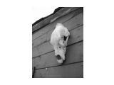 Черепь медвежья
Фотограф: Incomplete

Просмотров: 1643
Комментариев: 0