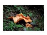 Красивый грибок в зелени.. 
Фотограф: vikirin

Просмотров: 3294
Комментариев: 0