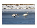 Первые лебеди.
Фотограф: Tsygankov Yuriy

Просмотров: 1468
Комментариев: 0