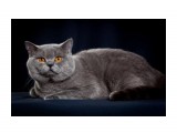 Название: 7
Фотоальбом: ICH Jack Blue Vernissage
Категория: Животные

Время съемки/редактирования: 2010:04:28 01:00:12
Фотокамера: Canon - Canon EOS 5D Mark II
Диафрагма: f/9.0
Выдержка: 1/200
Фокусное расстояние: 95/1
Светочуствительность: 100


Просмотров: 592
Комментариев: 0