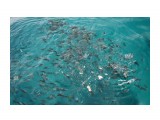 Название: Коралловые рыбки
Фотоальбом: Phuket
Категория: Туризм, путешествия
Фотограф: Region_65

Просмотров: 703
Комментариев: 0