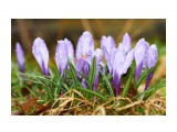 Мокрая Весна 
Фотограф: VictorV

Просмотров: 1025
Комментариев: 0