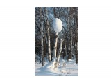 Снежные шары... 
Фотограф: vikirin

Просмотров: 2781
Комментариев: 0