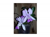 Cattleya walkeriana Alba x Semi Alba (Тюмень)
Фотограф: Marion
Цветы-уроды

Просмотров: 675
Комментариев: 0