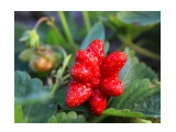 Клубничка

Просмотров: 2167
Комментариев: 0