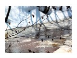Ольховые почки над речушкой
Фотограф: vikirin

Просмотров: 3097
Комментариев: 0