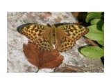 Argynnis paphia