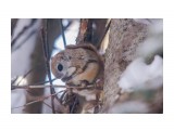 Марафет! :)
Фотограф: Yuriy Tsygankov
Летяга

Просмотров: 439
Комментариев: 1