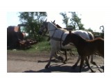 Название: мои кони.MPG10
Фотоальбом: Разное
Категория: Животные

Просмотров: 885
Комментариев: 0