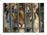 Название: Красивая киска
Фотоальбом: наш Zoo
Категория: Животные

Время съемки/редактирования: 2009:01:18 15:30:32
Фотокамера: CASIO COMPUTER CO.,LTD. - EX-Z1000   
Диафрагма: f/5.4
Выдержка: 1/160
Фокусное расстояние: 2370/100



Просмотров: 922
Комментариев: 0
