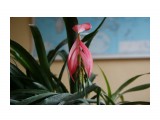 Цветок 01

Просмотров: 2348
Комментариев: 