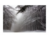 Зимний туман
Фотограф: КристальноГрязный

Просмотров: 1984
Комментариев: 0