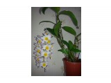 Dendrobium farmerii
Фотограф: Marion

Просмотров: 1332
Комментариев: 0