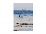Анивский залив
Фотограф: фотохроник

Просмотров: 2748
Комментариев: 0