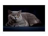 Название: 5
Фотоальбом: ICH Jack Blue Vernissage
Категория: Животные

Время съемки/редактирования: 2010:04:28 01:00:03
Фотокамера: Canon - Canon EOS 5D Mark II
Диафрагма: f/9.0
Выдержка: 1/200
Фокусное расстояние: 105/1
Светочуствительность: 100


Просмотров: 482
Комментариев: 1
