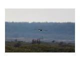 Орлан полетел во владения
Фотограф: vikirin

Просмотров: 1049
Комментариев: 0