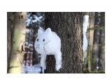 Снежный кот

Просмотров: 431
Комментариев: 2
