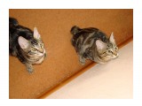 DSC01259

Просмотров: 560
Комментариев: 