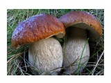 питерские грибки

Просмотров: 3067
Комментариев: 1