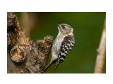 Малый острокрылый дятел
Фотограф: VictorV
Japanese Pygmy Woodpecker

Просмотров: 760
Комментариев: 1