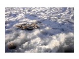 22 декабря в Арково ловилась корюшка
Фотограф: vikirin

Просмотров: 1931
Комментариев: 0